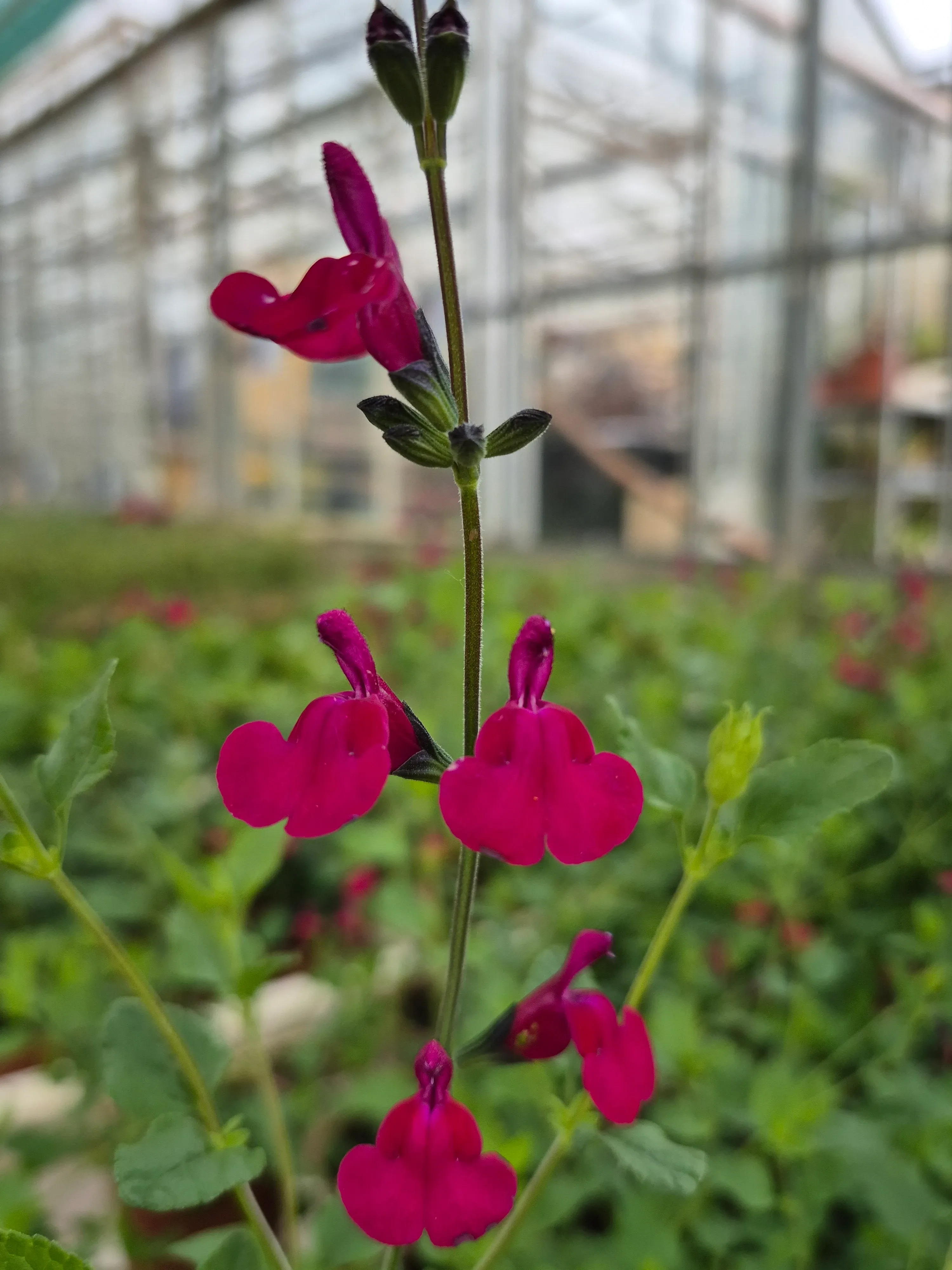 Salvia microphylla cherry lips (2).webp