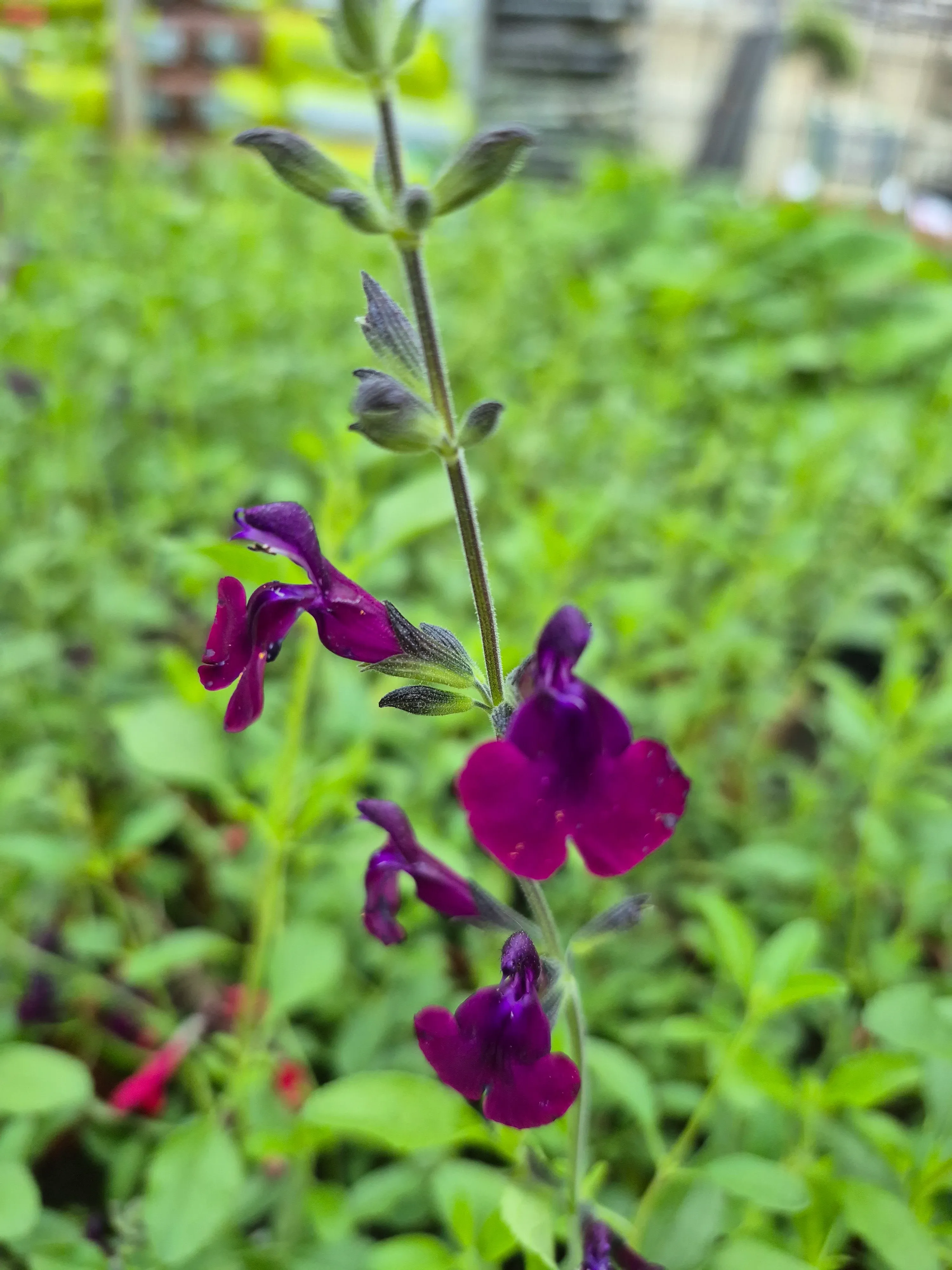 Salvia microphylla Salvinio Dark Purple.webp