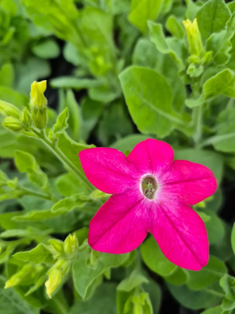 nicotiana sanderae davidof mix;.webp