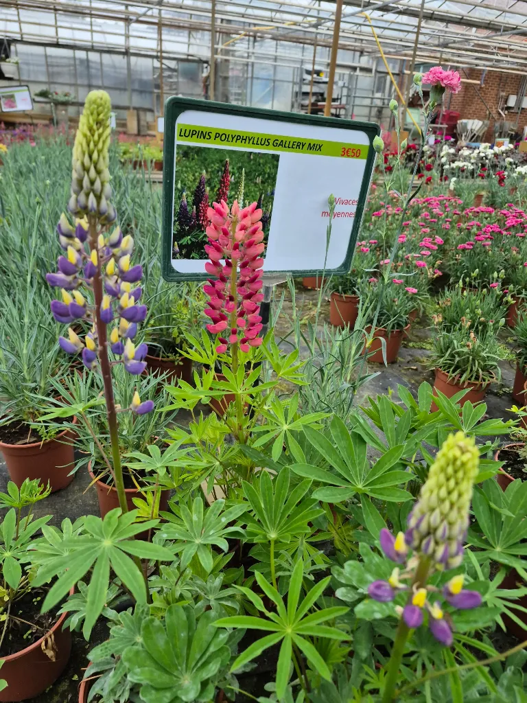 Lupins polyphyllus gallery mix.webp