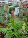 Lupins polyphyllus gallery mix.webp