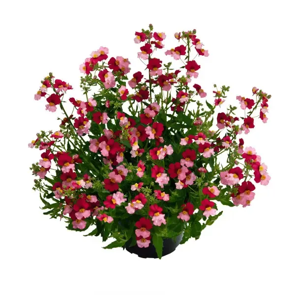 Nemesia hybrida Sunsatia Plus Berry Delight.webp