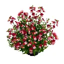 Nemesia hybrida Sunsatia Plus Berry Delight.webp