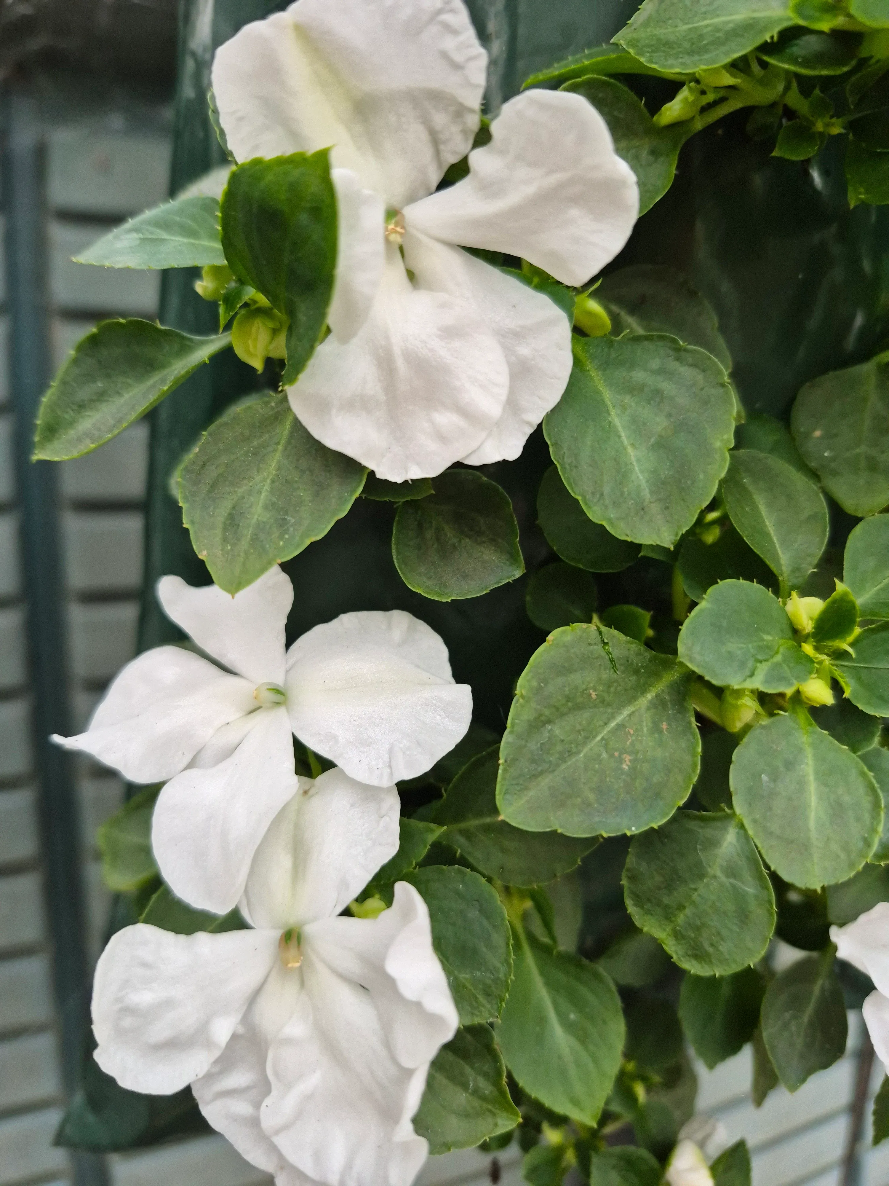 impatience beacon White.webp