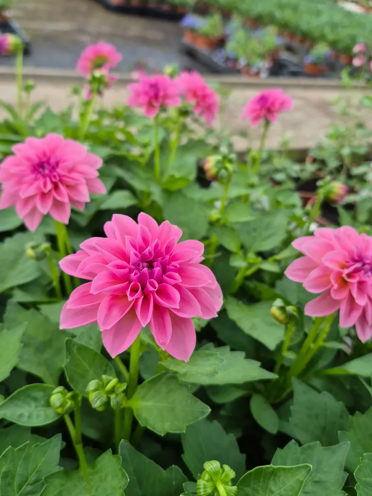 Dahlia hyb dahlietta select Emily (3).webp