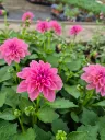 Dahlia hyb dahlietta select Emily (3).webp