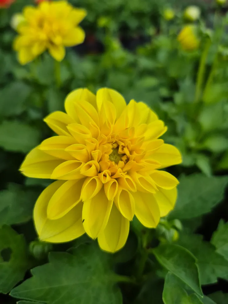 Dahlia hyb dahlietta select Margareth (2).webp