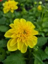 Dahlia hyb dahlietta select Margareth (2).webp