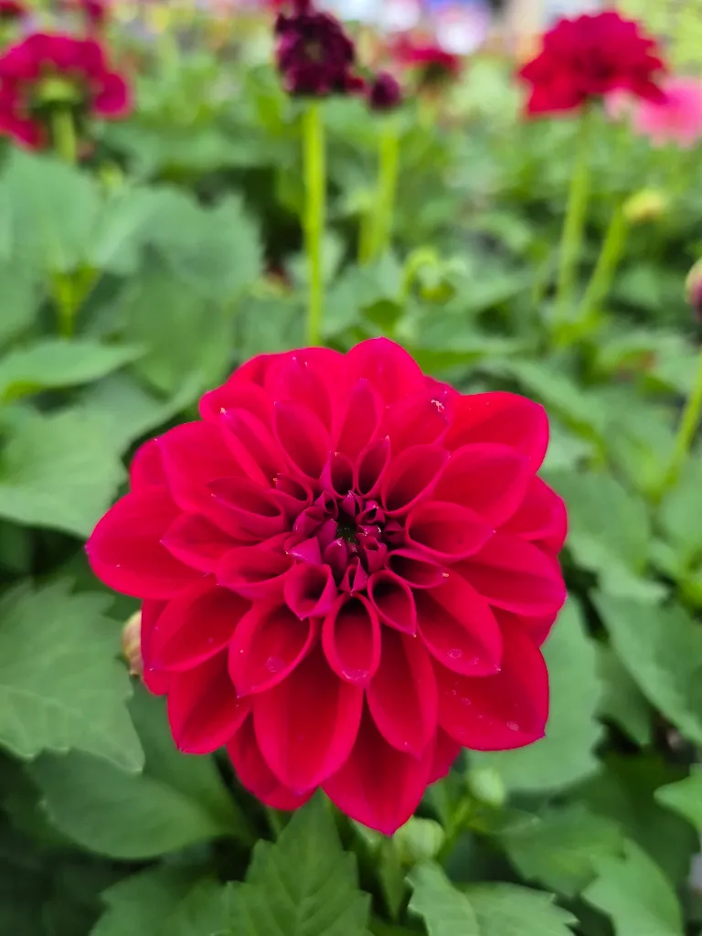 Dahlia hyb dahlietta select Patty.webp