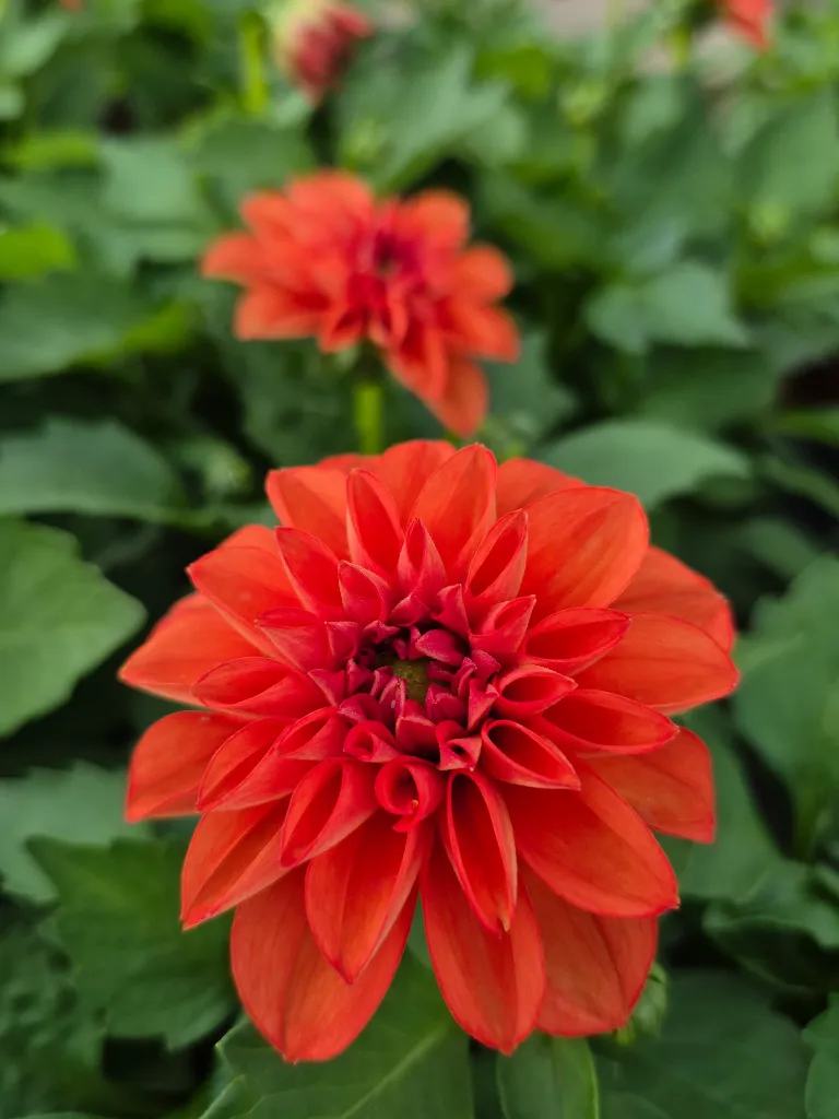 Dahlia hyb dahlietta select Rachel (3).webp