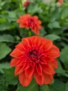Dahlia hyb dahlietta select Rachel (3).webp