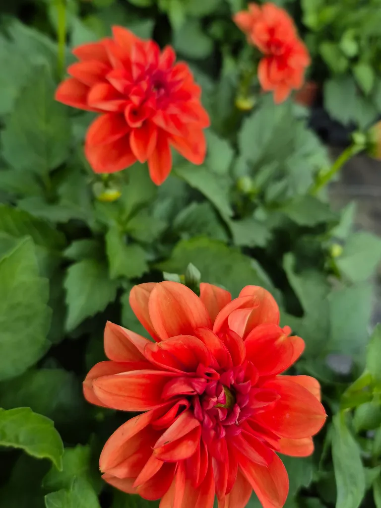 Dahlia hyb dahlietta select Rachel.webp