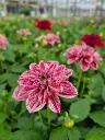 Dahlia hyb dahlietta surprise Paula (3).webp