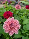 Dahlia hyb dahlietta surprise Paula (2).webp