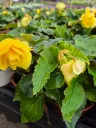 begonia tub illumination lemon.webp