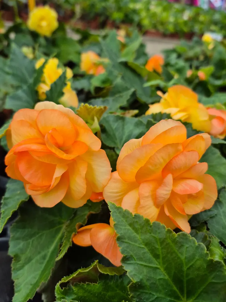 begonia tub illumination apricot.webp