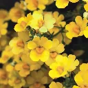 Nemesia hybrida Sunsatia Plus Pomelo.webp