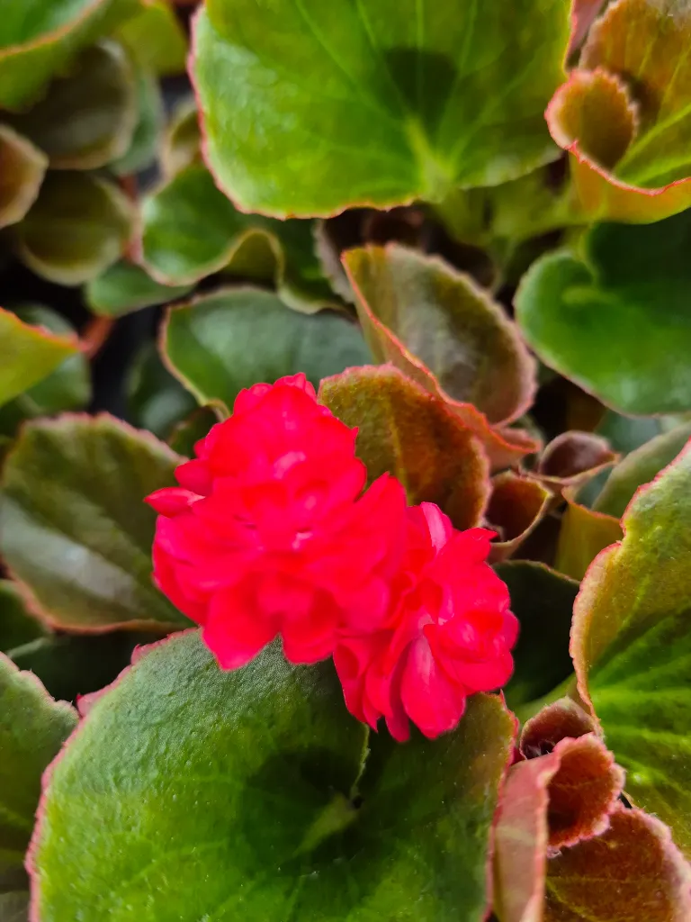 begonia Semperflorens gumdrop cooc red.webp