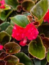 begonia Semperflorens gumdrop cooc red (3).webp