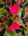 begonia Semperflorens gumdrop cooc red (2).webp