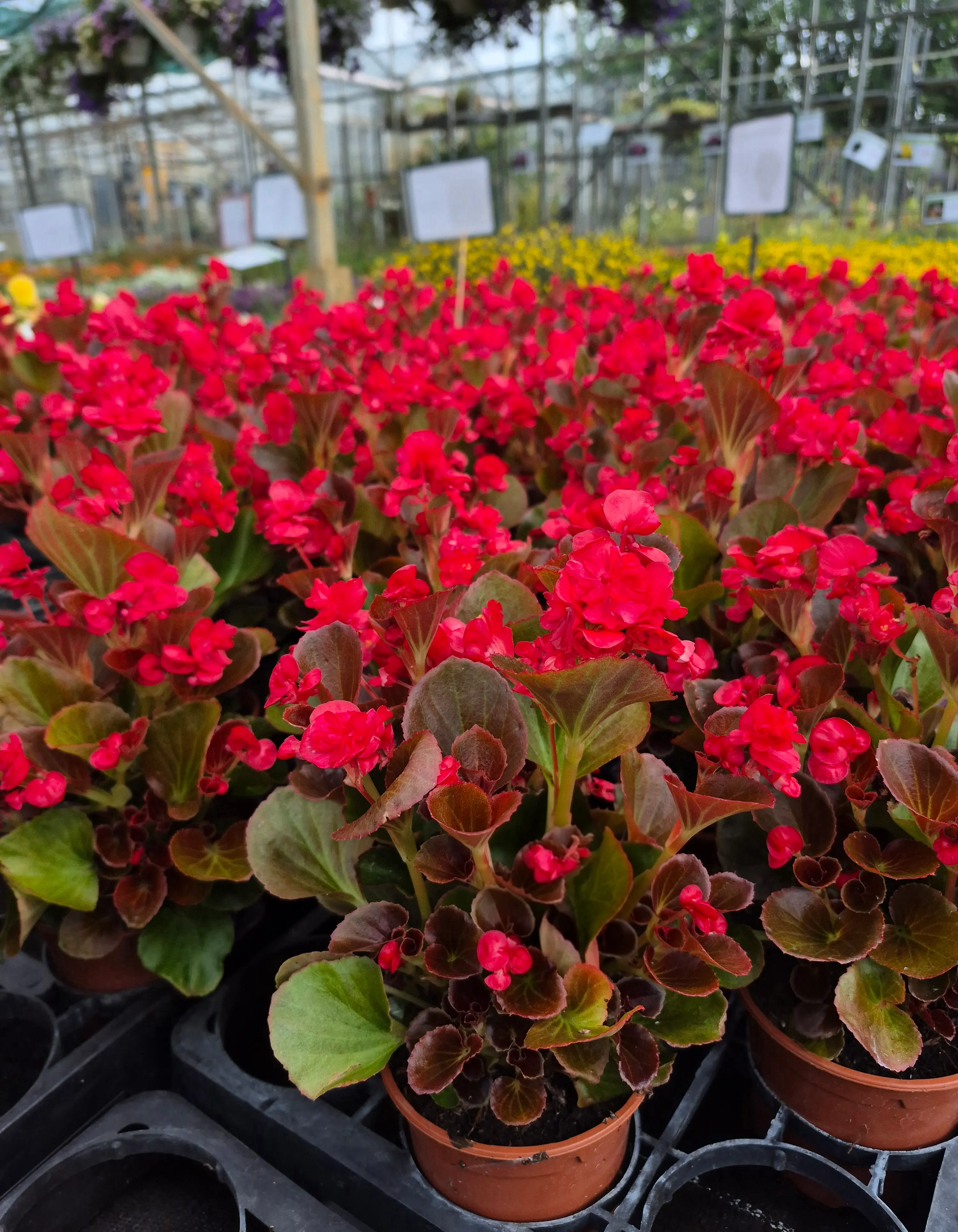 Begonia Semperflorens Gumdrop Coco Red.webp