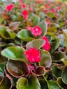 begonia Semperflorens gumdrop cooc red (4).webp