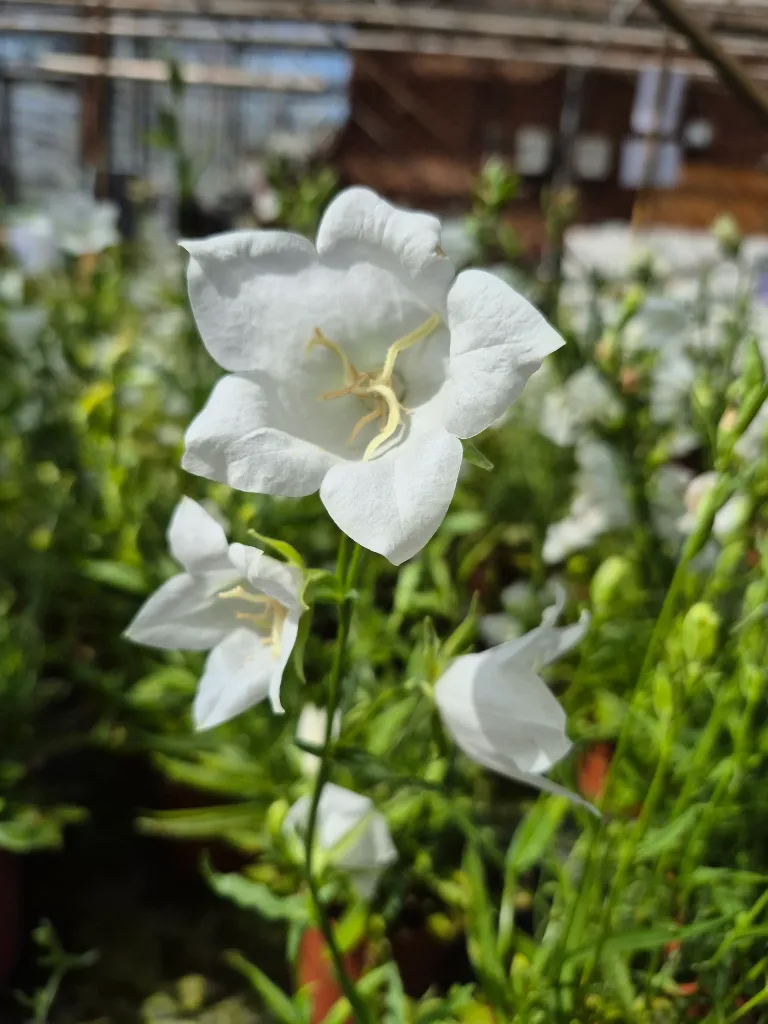 campanula persicifolia white (2).webp