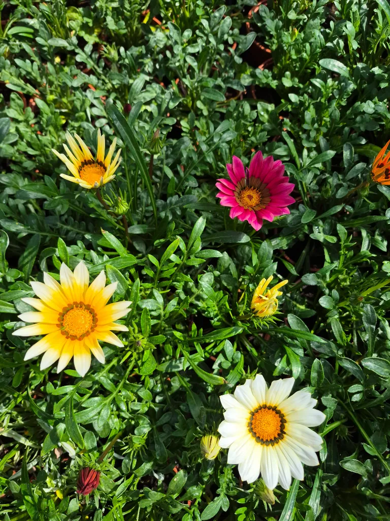 gazania rigens wonderwall mix.webp
