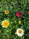 gazania rigens wonderwall mix.webp