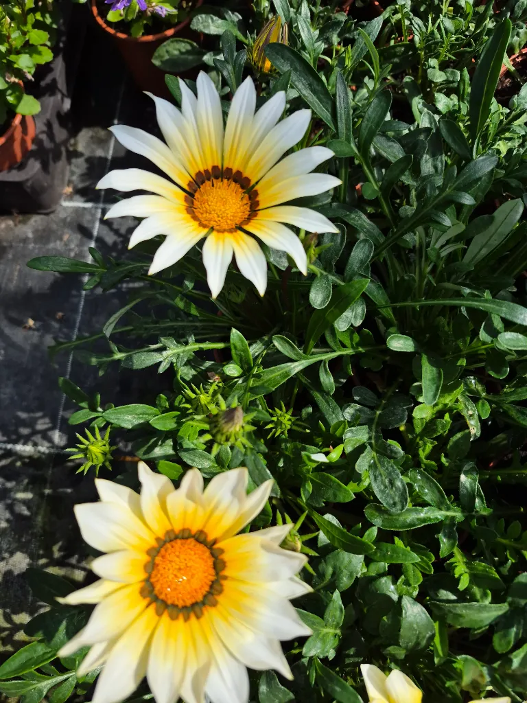 gazania rigens wonderwall mix (2).webp