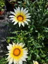 gazania rigens wonderwall mix (2).webp