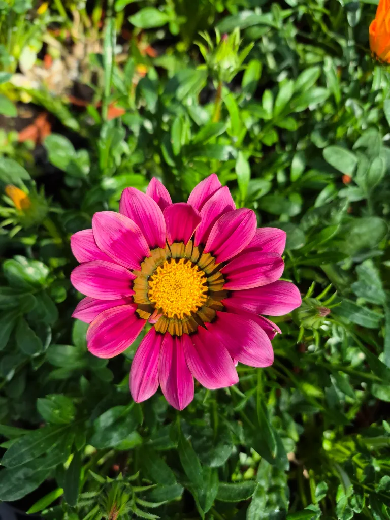 gazania rigens wonderwall mix (5).webp