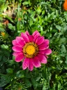gazania rigens wonderwall mix (5).webp