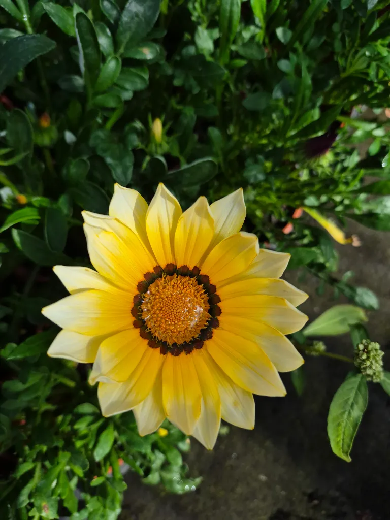 gazania rigens wonderwall mix (4).webp
