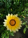 gazania rigens wonderwall mix (4).webp