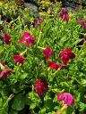 nicotina sanderae davidof mix (2).webp