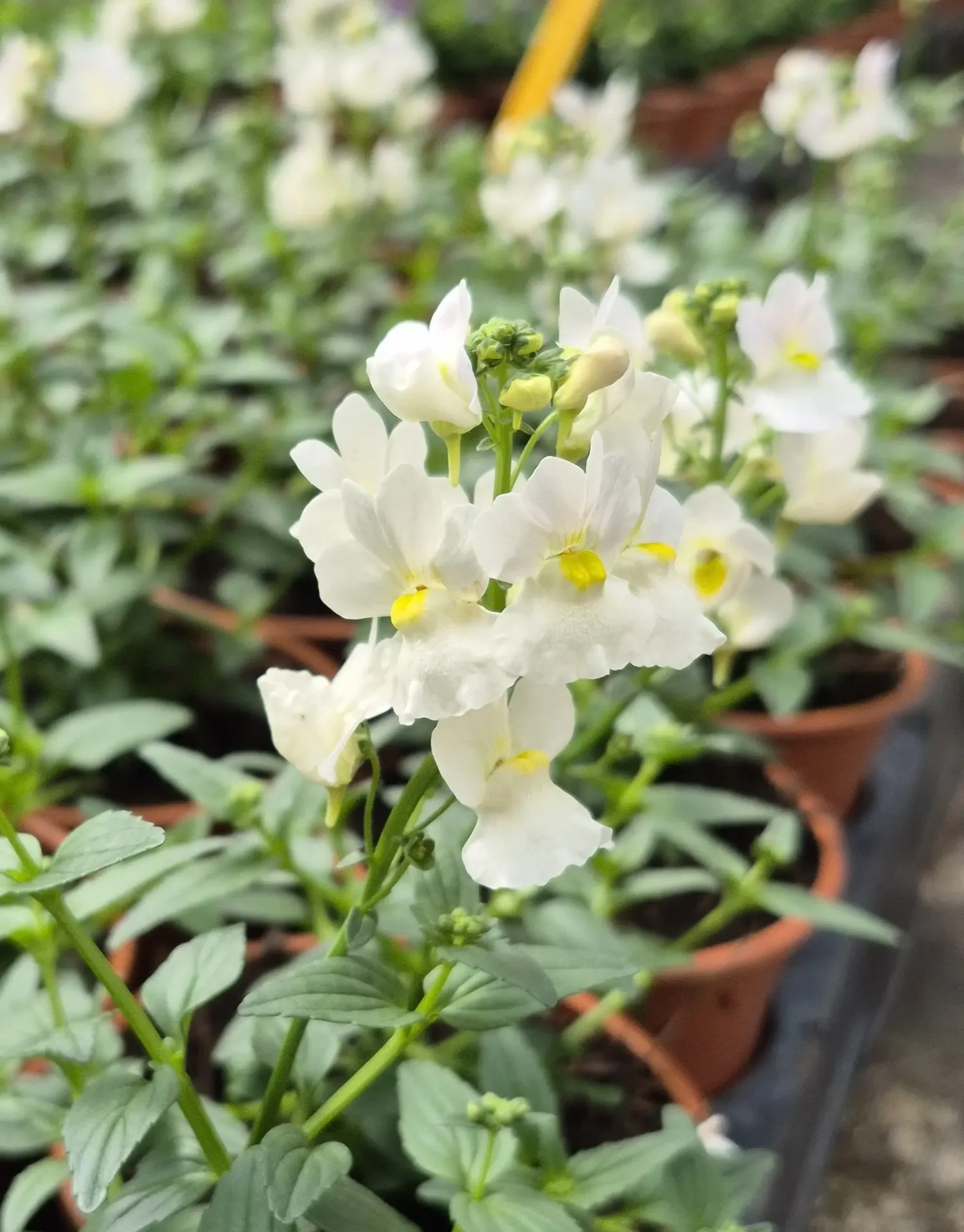 Nemesia hybrida wisley vanilla.webp