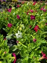 nicotina sanderae davidof mix (3).webp