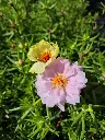 portulaca grandiflora sundial mix (3).webp
