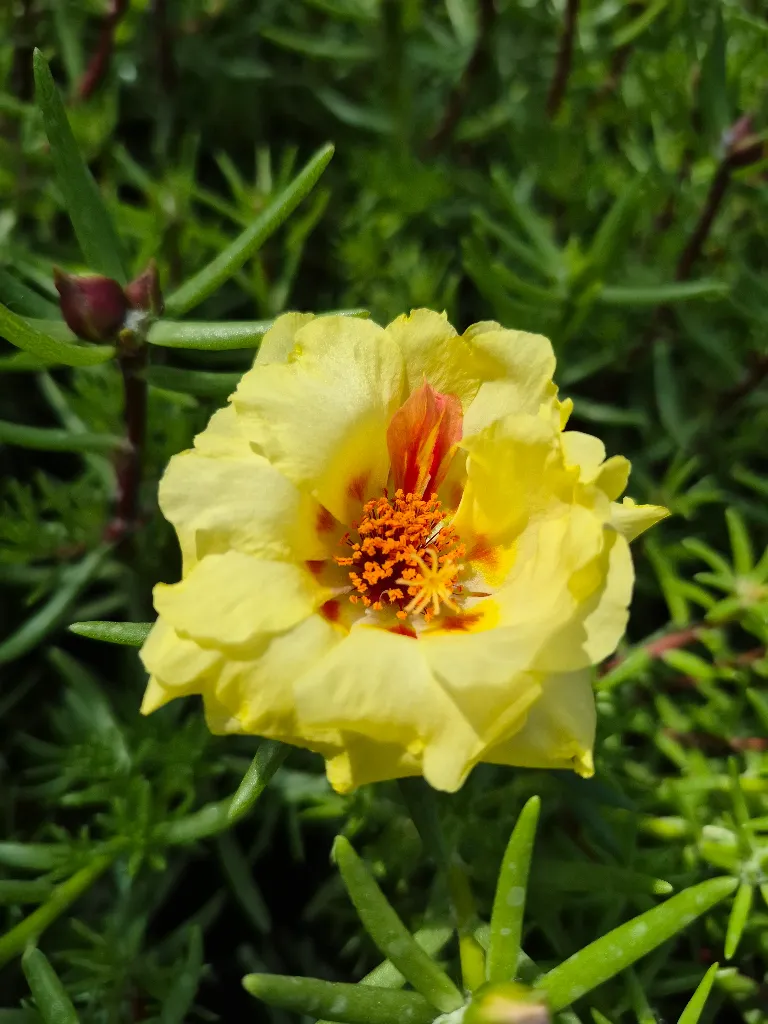 portulaca grandiflora sundial mix (6).webp