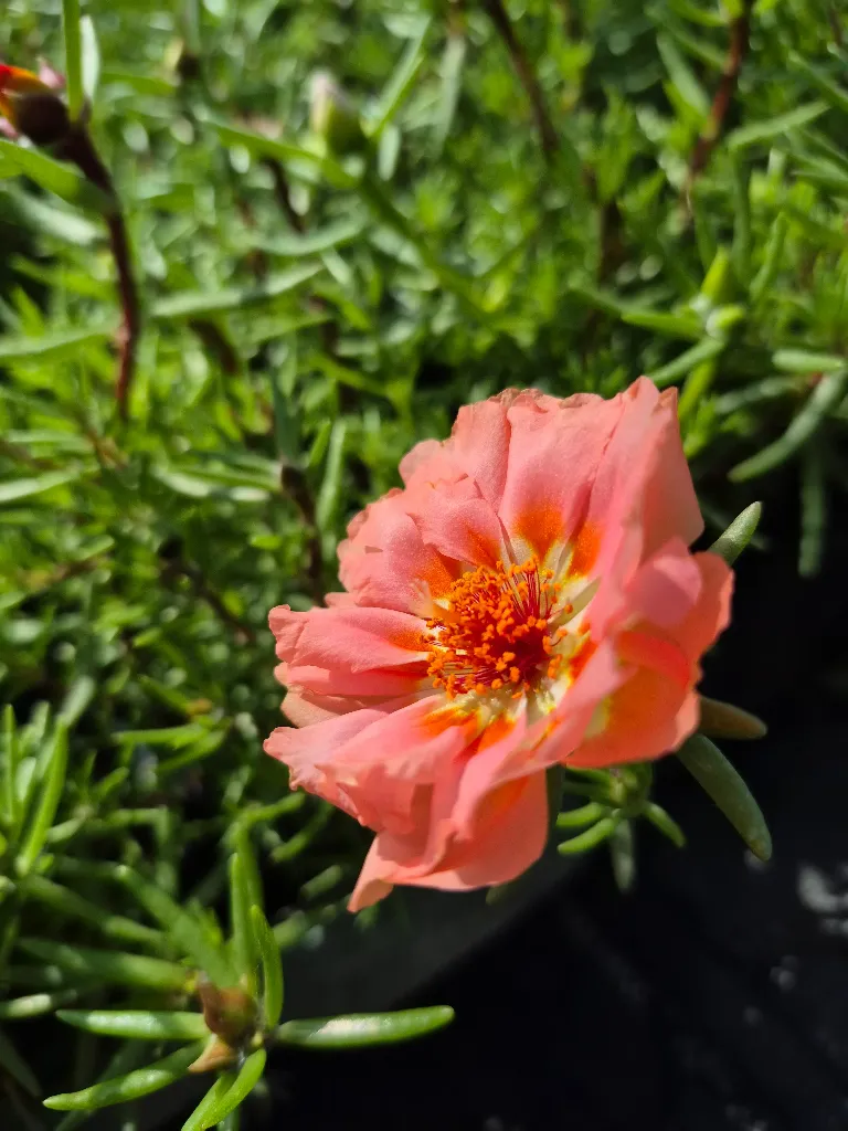 portulaca grandiflora sundial mix (4).webp