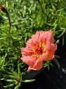 portulaca grandiflora sundial mix (4).webp