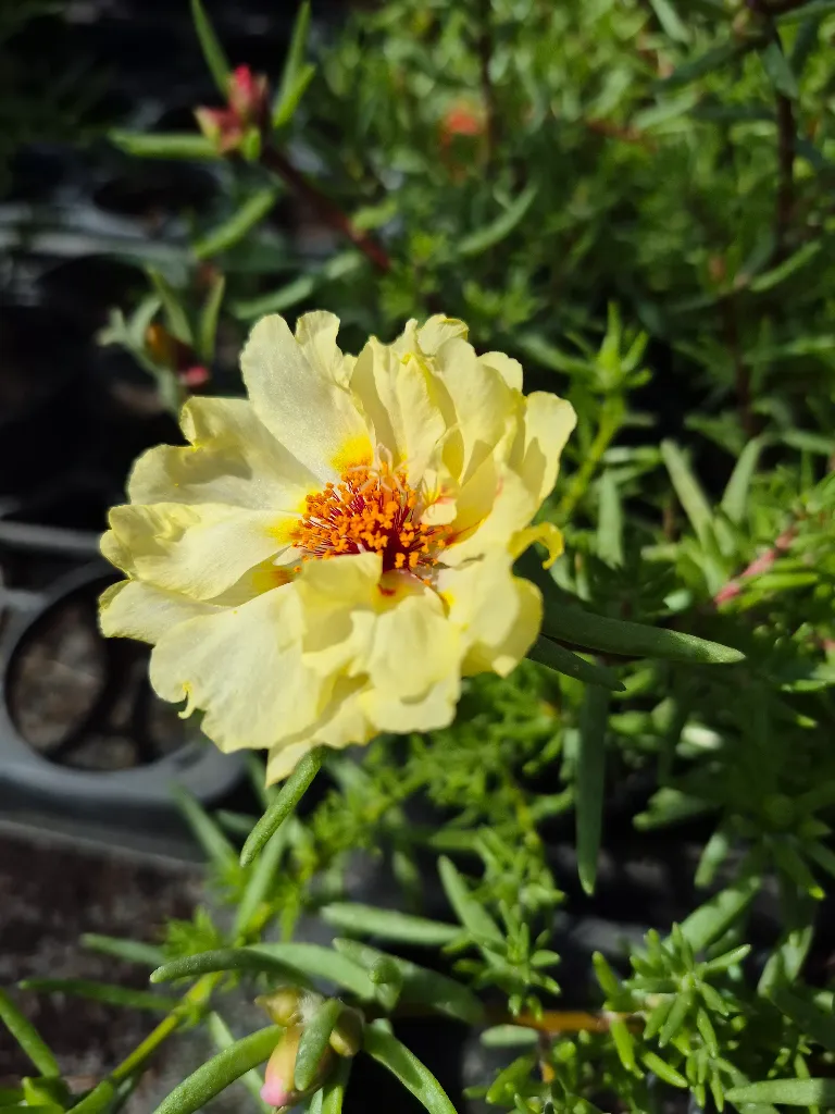portulaca grandiflora sundial mix (2).webp