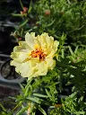 portulaca grandiflora sundial mix (2).webp