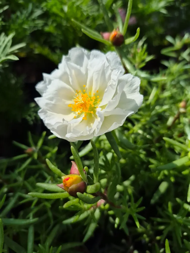 portulaca grandiflora sundial mix (5).webp