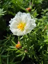 portulaca grandiflora sundial mix (5).webp