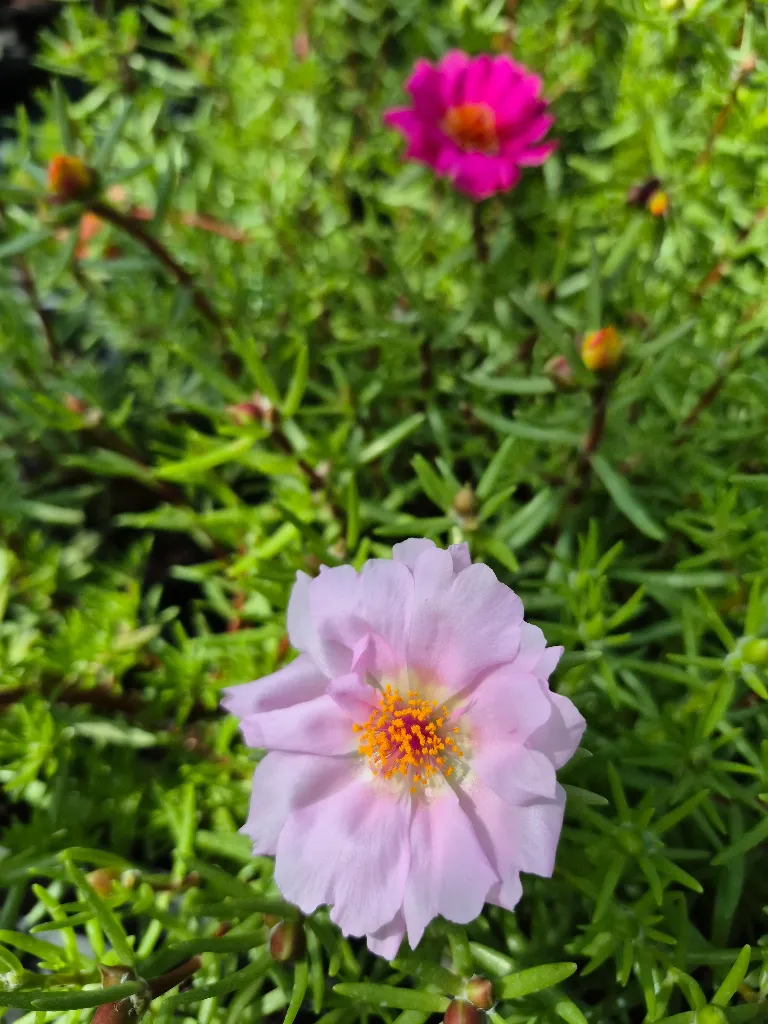 portulaca grandiflora sundial mix.webp