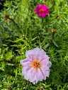 portulaca grandiflora sundial mix.webp