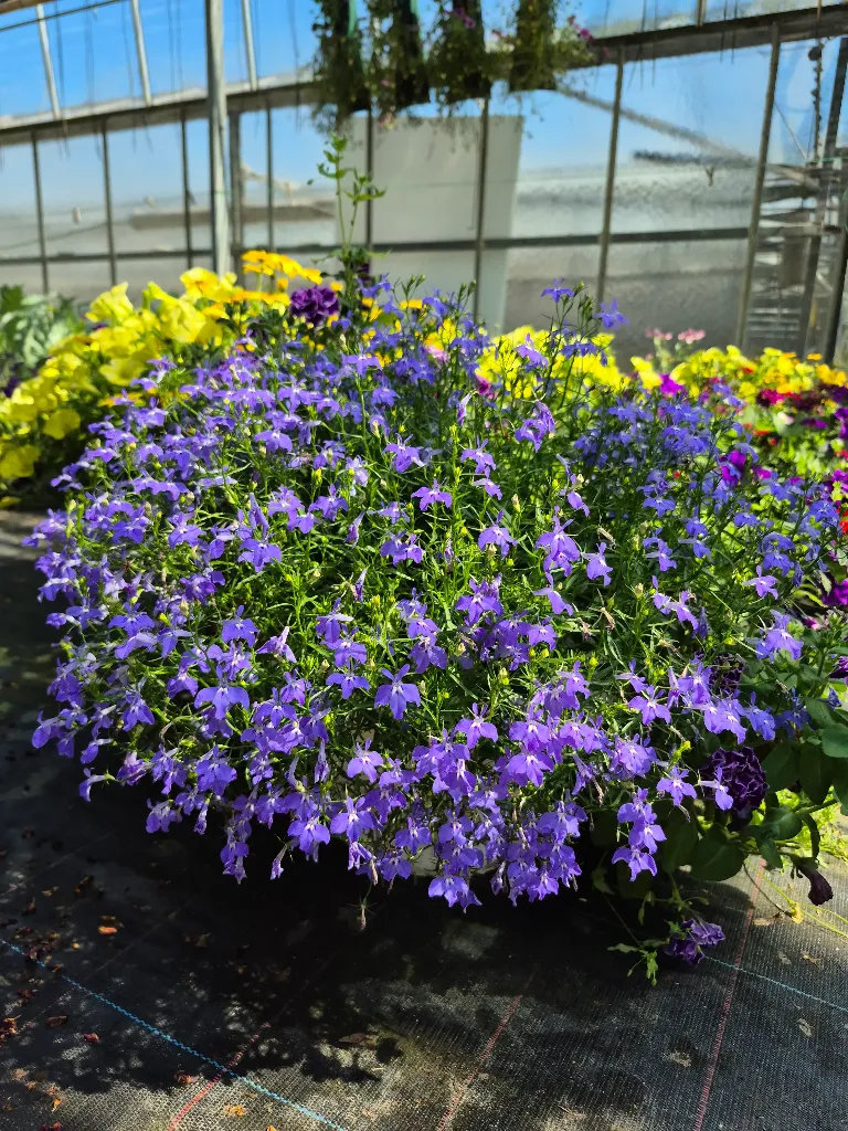 lobelia erinus africo oasis blue.webp