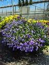 lobelia erinus africo oasis blue.webp